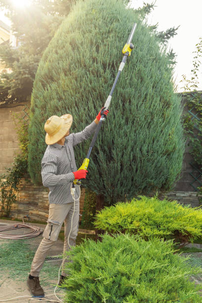 Best Tree Removal Near Me  in Dysart, IA